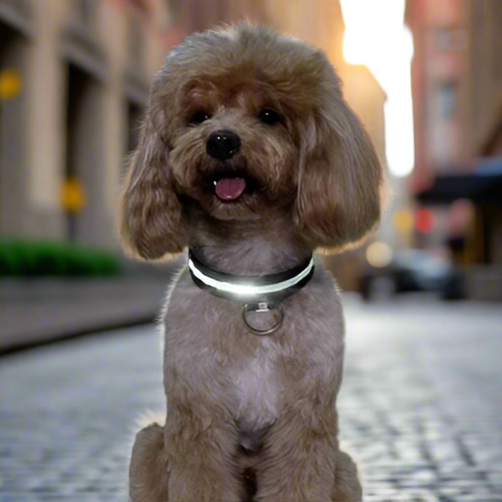Collier de Chien - LEDCollarDog™ - Noir - Dog en Vadrouille